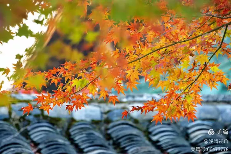 第7期 秋日胜春朝